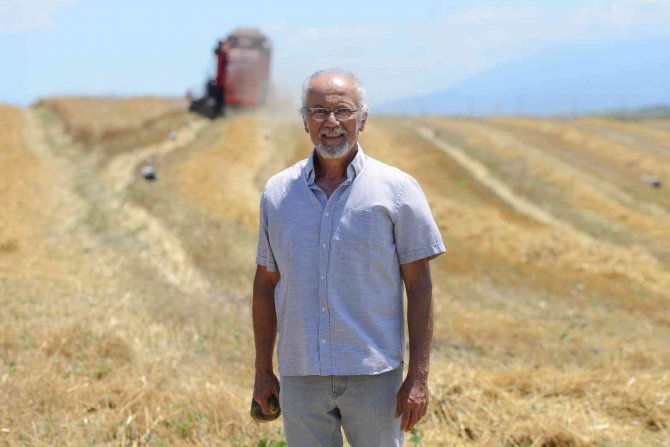 Nilüfer’in Ekolojik Buğdayının Hasadı Başladı