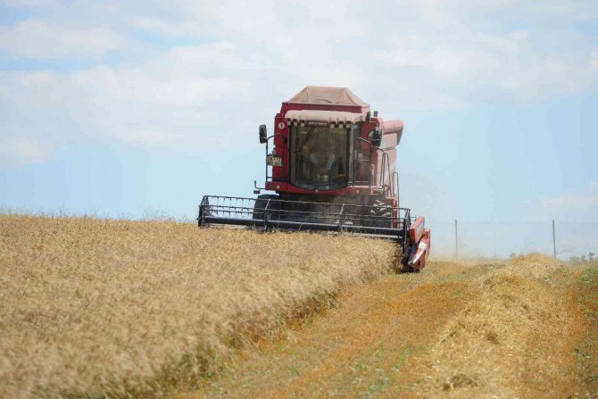 Nilüfer’in Ekolojik Buğdayının Hasadı Başladı