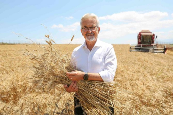 Nilüfer’in Ekolojik Buğdayının Hasadı Başladı