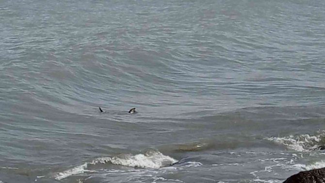 Ordu’da Nesli Tükenmekte Olan Su Samuru Görüldü