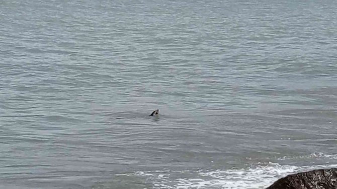 Ordu’da Nesli Tükenmekte Olan Su Samuru Görüldü