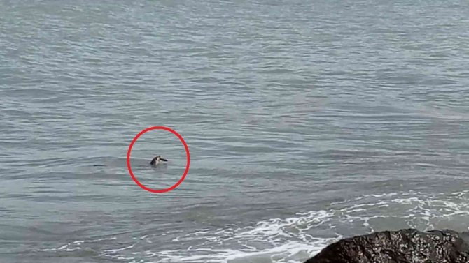 Ordu’da Nesli Tükenmekte Olan Su Samuru Görüldü