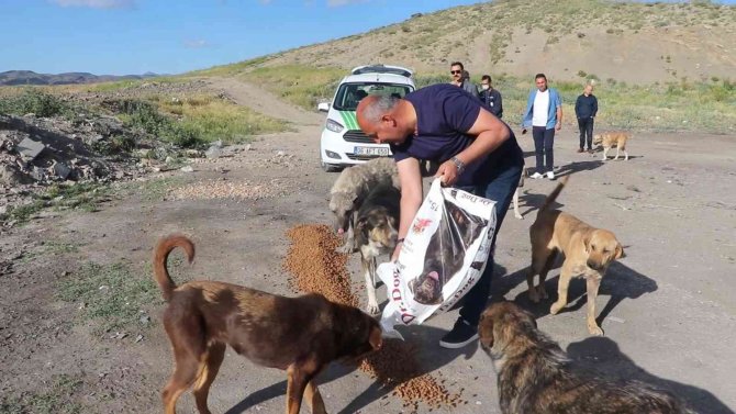 Her Ay 100’ün Üzerinde Köpek Bırakılınca, "Yalvarıyorum" Diyerek Çağrıda Bulundu