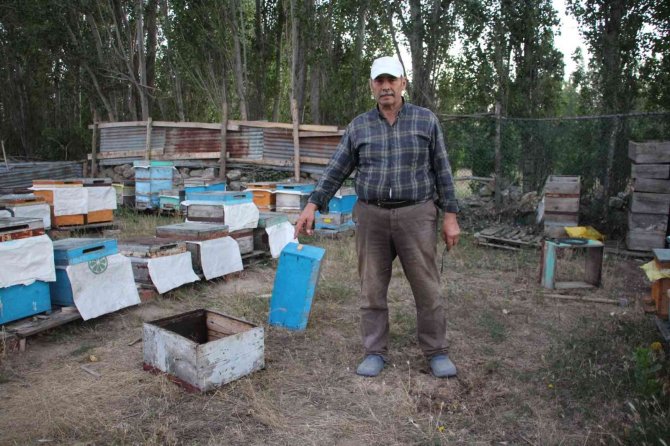 Ayı Kovanlara Dadandı O Anlar Güvenlik Kamerasına Yansıdı