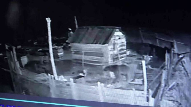 Ayı Kovanlara Dadandı O Anlar Güvenlik Kamerasına Yansıdı