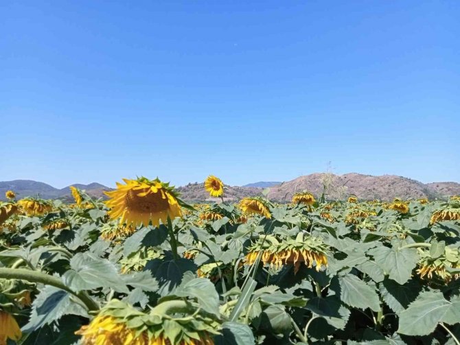 Muğla’daki Çalışmalarda Çayır Tırtılına Rastlanmadı