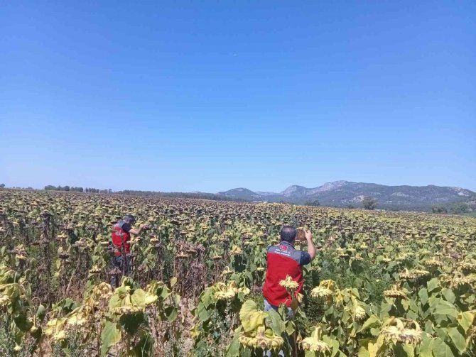 Muğla’daki Çalışmalarda Çayır Tırtılına Rastlanmadı