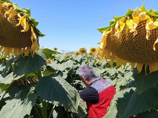 Muğla’daki Çalışmalarda Çayır Tırtılına Rastlanmadı