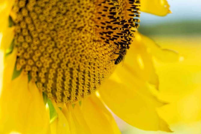 Manisa’da Rahatlatan Açıklama: “Ayçiçeğinde Çayır Tırtılı Zararlısı Görülmedi”