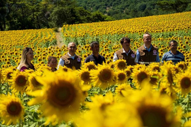 Manisa’da Rahatlatan Açıklama: “Ayçiçeğinde Çayır Tırtılı Zararlısı Görülmedi”