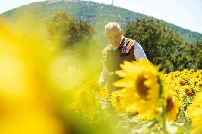 Manisa’da Rahatlatan Açıklama: “Ayçiçeğinde Çayır Tırtılı Zararlısı Görülmedi”