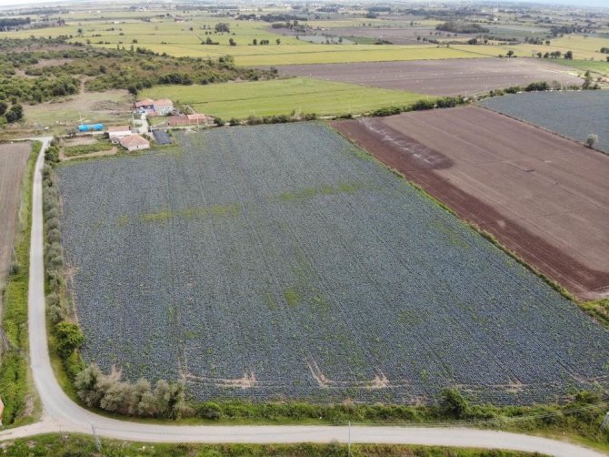 Samsun Tarımda İpi Göğüslüyor