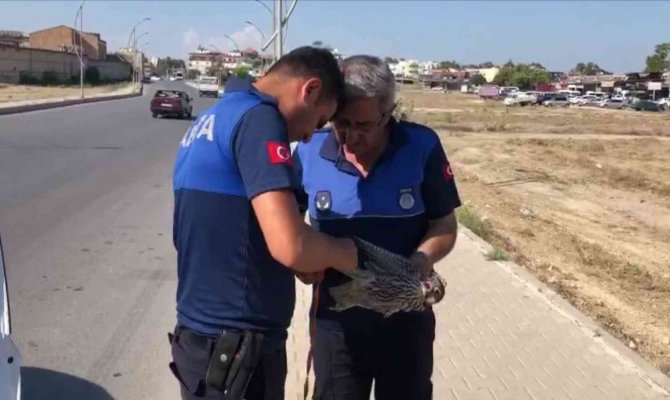 Direğe Bağlanmış Doğanı Kurtarıp Doğaya Bıraktılar