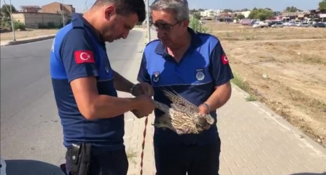 Direğe Bağlanmış Doğanı Kurtarıp Doğaya Bıraktılar
