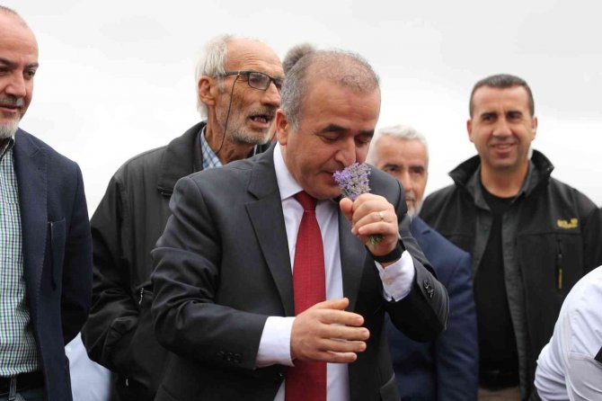 Tokat’ta, 650 Dekar Alanda Lavanta Hasadı