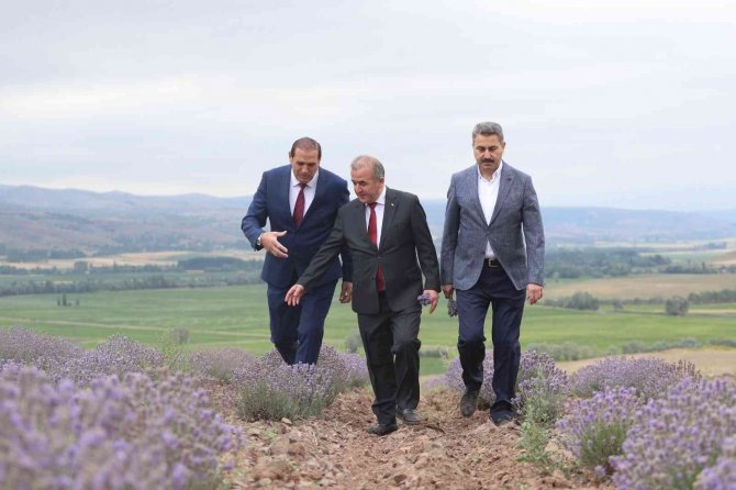 Tokat’ta, 650 Dekar Alanda Lavanta Hasadı