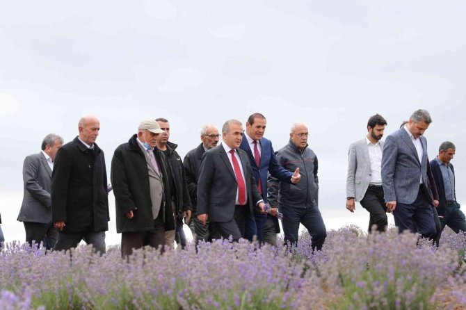 Tokat’ta, 650 Dekar Alanda Lavanta Hasadı