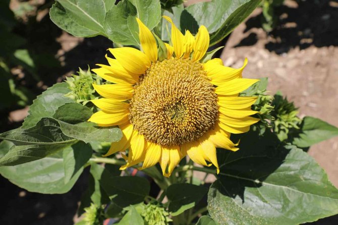 Çayır Tırtılı Mısır İçin De Tehdit Oluşturuyor