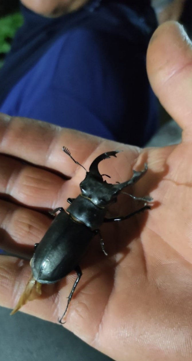 Kırmızı Listede Yer Alan Geyik Böceği Elazığ’da Görüntülendi