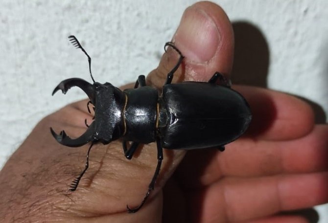 Kırmızı Listede Yer Alan Geyik Böceği Elazığ’da Görüntülendi