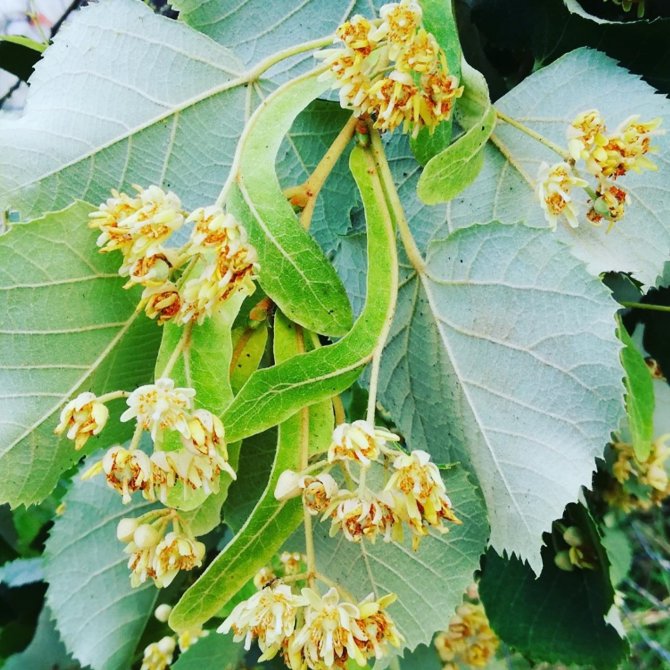 Düzce, Ülke Ekonomisine Katkı Verdi