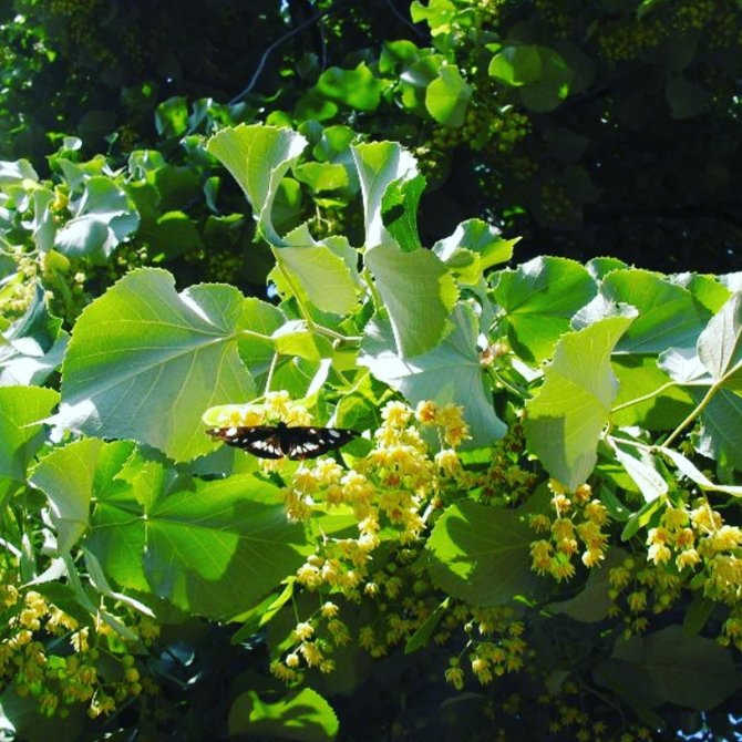 Düzce, Ülke Ekonomisine Katkı Verdi