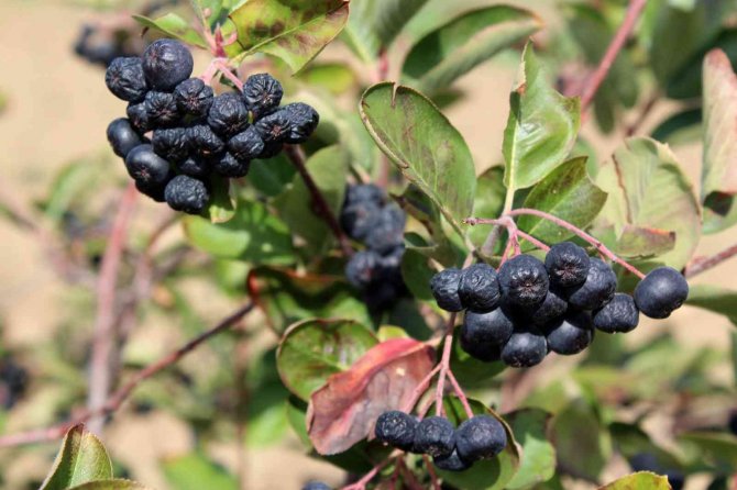 Yalova Aronyasının Kilo Fiyatı Belirlendi