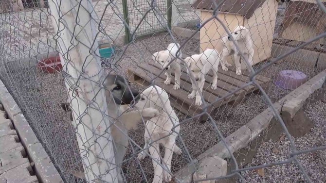 Her Ay 100’ün Üzerinde Köpek Bırakılınca, "Yalvarıyorum" Diyerek Çağrıda Bulundu