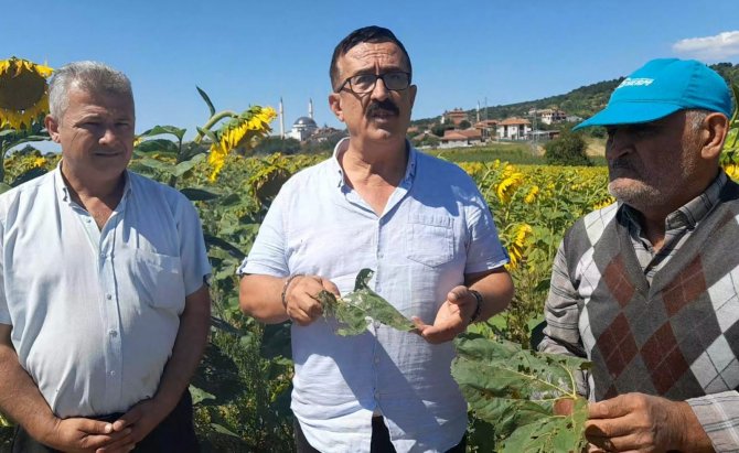Bursa’da Ayçiçeği Tarlalarında Çayır Tırtılı İstilası