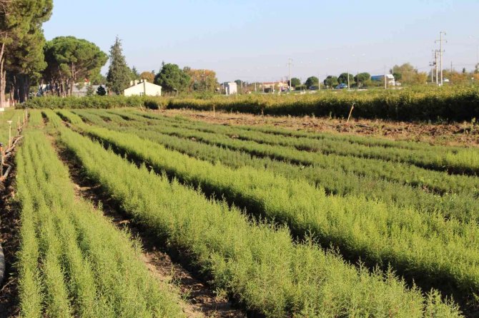 Dünyanın En Pahalı Mantarından Yılda 225 Kilo Toplanabilecek