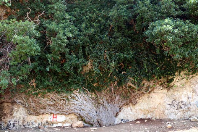 4 Bin Yıllık Dev Sarmaşık Zamana Direniyor