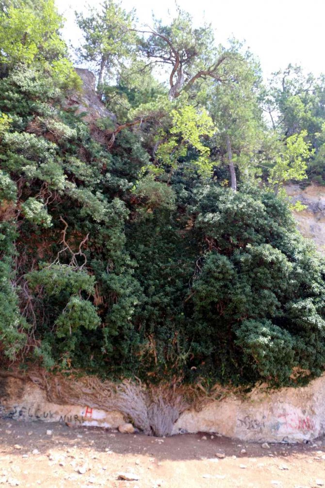 4 Bin Yıllık Dev Sarmaşık Zamana Direniyor