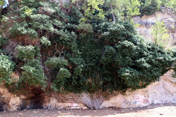 4 Bin Yıllık Dev Sarmaşık Zamana Direniyor