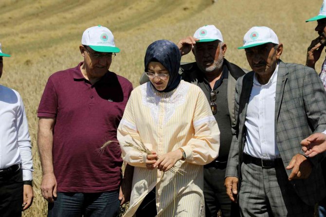 Akyurt’ta Hasat Zamanı