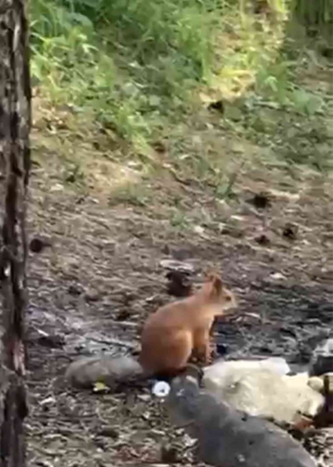 Piknikçilerin Davetsiz Misafiri Sincap İlgi Odağı Oldu