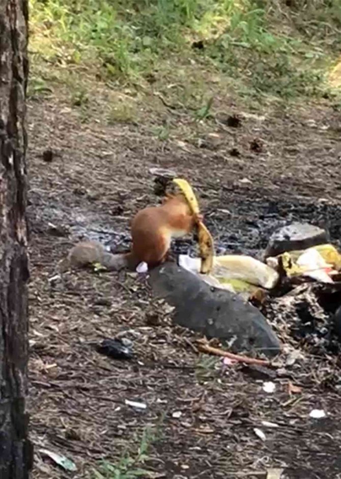 Piknikçilerin Davetsiz Misafiri Sincap İlgi Odağı Oldu