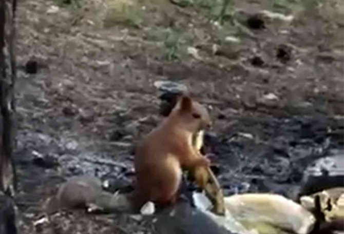 Piknikçilerin Davetsiz Misafiri Sincap İlgi Odağı Oldu