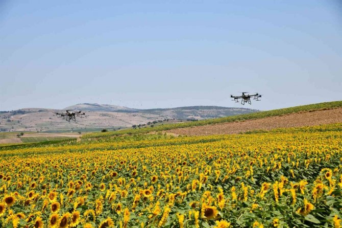 Ayçiçeği Tarlaları Çayır Tırtıllarından Zi̇ha’lar İle Korunuyor