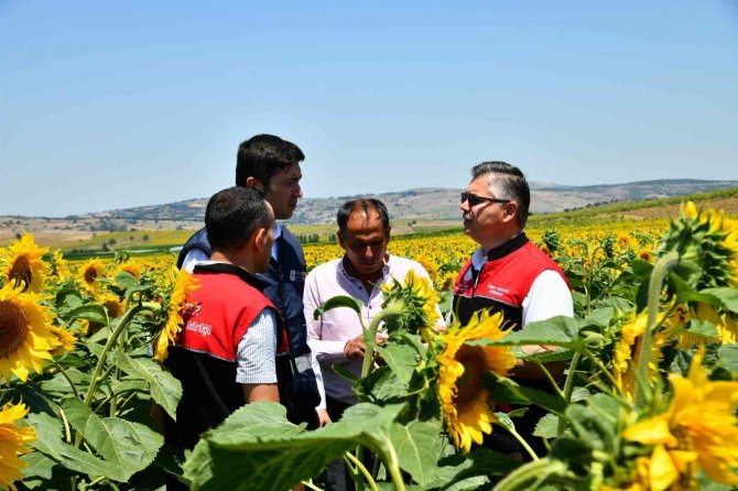 Ayçiçeği Tarlaları Çayır Tırtıllarından Zi̇ha’lar İle Korunuyor