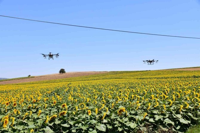 Ayçiçeği Tarlaları Çayır Tırtıllarından Zi̇ha’lar İle Korunuyor