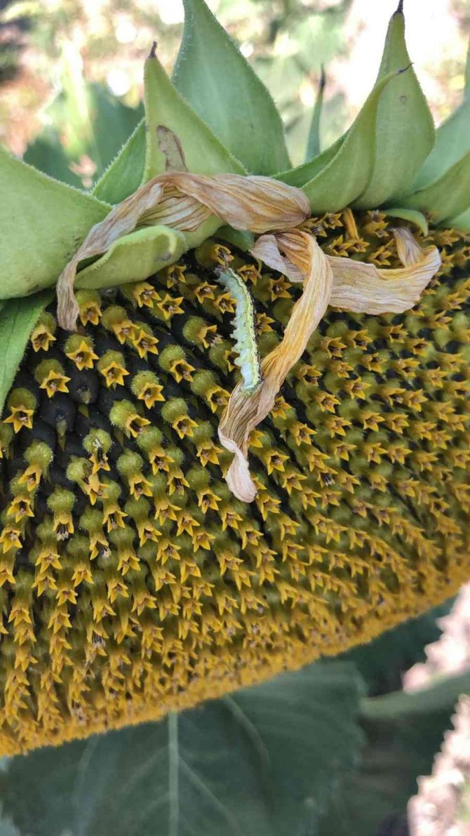 Çayır Tırtılı İle Mücadele Sürüyor