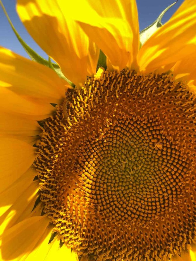 Çayır Tırtılı İle Mücadele Sürüyor