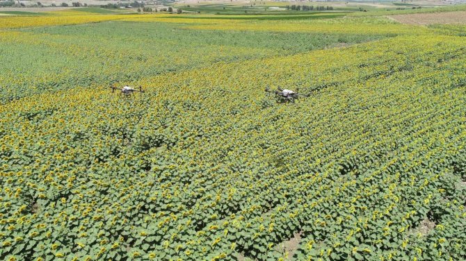 Çayır Tırtılı İle Mücadele Sürüyor