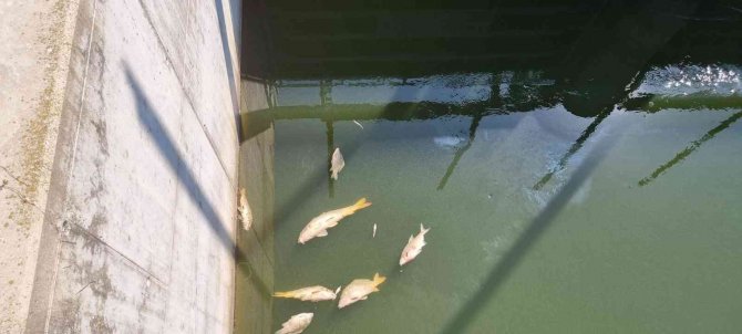 Çekya’da Onlarca Ton Balık Telef Oldu