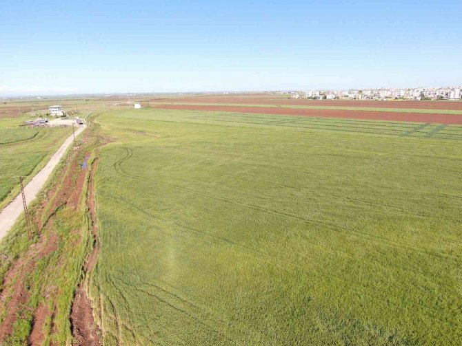 2 Metre 20 Santimlik ’Ata Tohumu Buğday’ Sergilendi