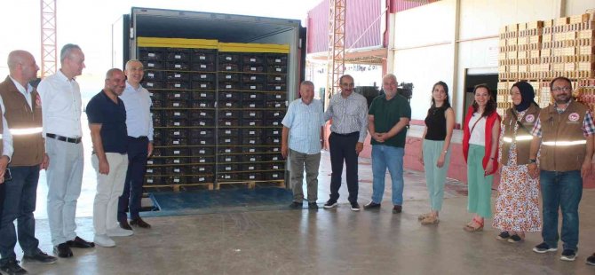 Hasat Edilen Üzümlerde İlk İhraç Tırları Yola Çıktı