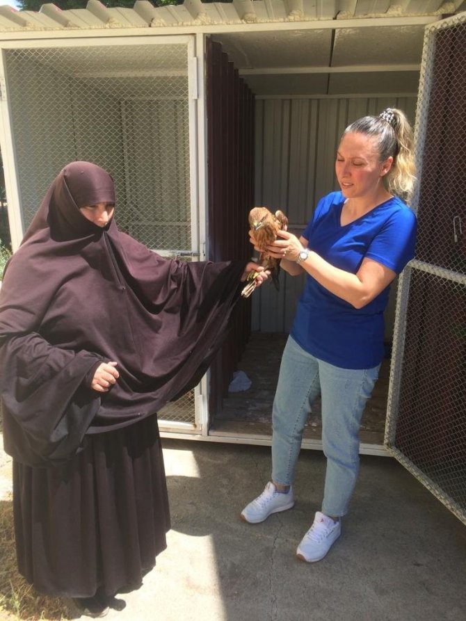 Yaralı Kızıl Şahin Tedavi Altına Alındı