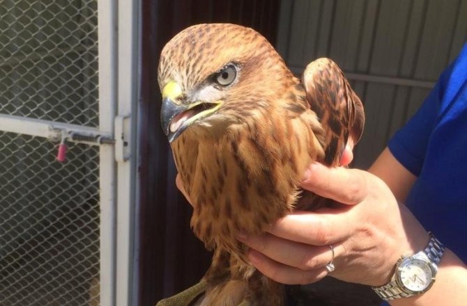 Yaralı Kızıl Şahin Tedavi Altına Alındı
