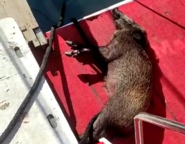 Yüzmekten Bitkin Düşen Domuzu Balıkçılar Kurtardı