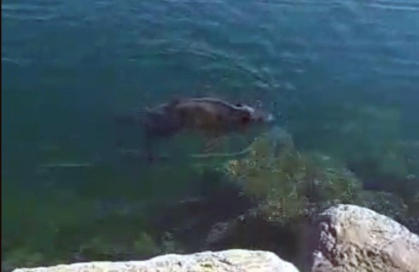 Yüzmekten Bitkin Düşen Domuzu Balıkçılar Kurtardı